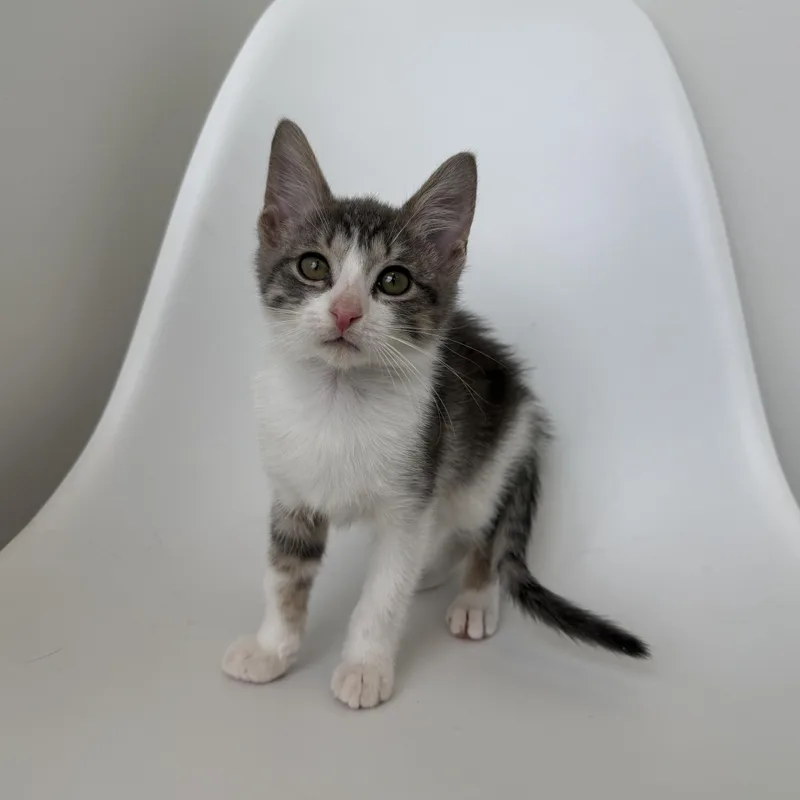 A baby medium-sized male Domestic Short Hair cat named Isaiah for adoption in Evanston, IL