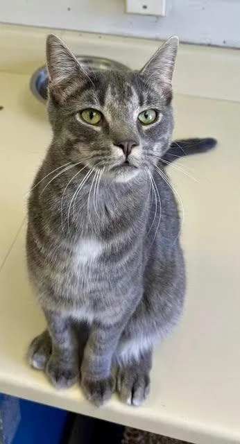 A young medium-sized male Tabby cat named Loki for adoption in Chester, NJ