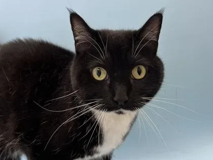 An adult small-sized female Domestic Short Hair cat named Bella for adoption in Woodbury, MN