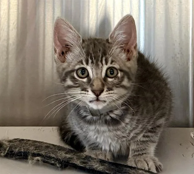 A baby small-sized male Domestic Short Hair cat named Shark for adoption in Martinez, CA