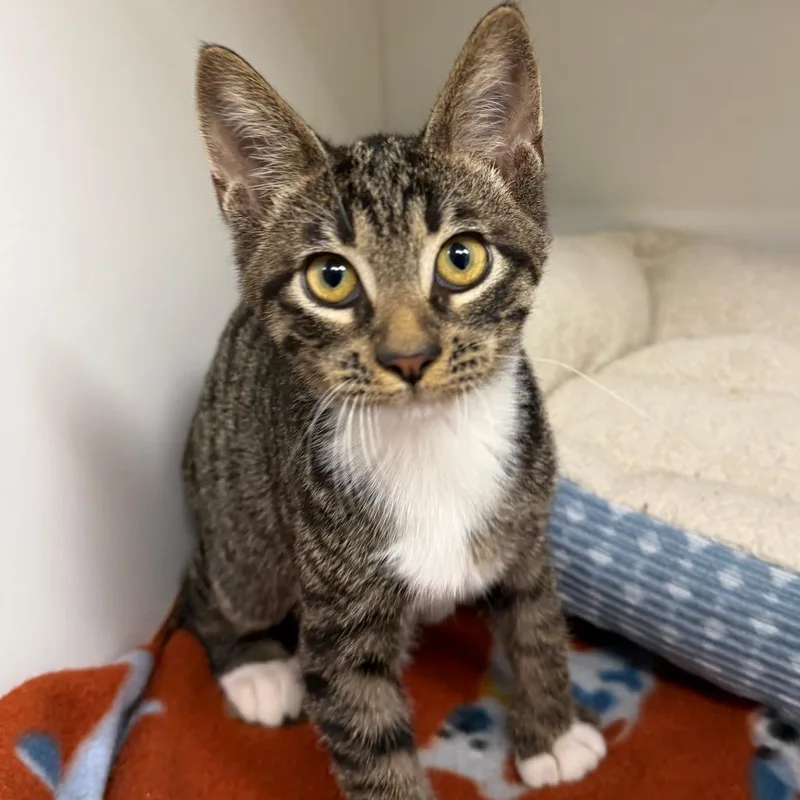 A baby small-sized male Domestic Short Hair cat named Jimmy for adoption in Stillwater, OK