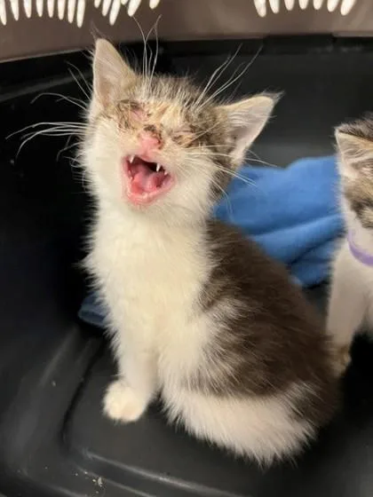 A baby small-sized male Domestic Short Hair cat named Rye for adoption in Gastonia, NC