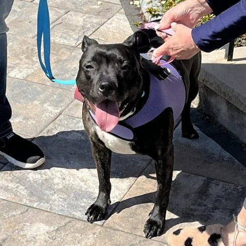 An adult medium-sized female Black Mixed Breed dog named Sweet Petite Ivy for adoption in Verona, NJ