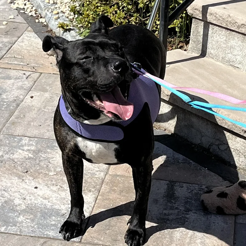 Sweet Petite Ivy thumbnail 2