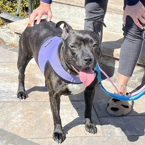 Sweet Petite Ivy thumbnail 3