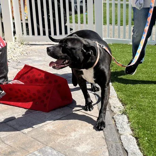 Sweet Petite Ivy thumbnail 5