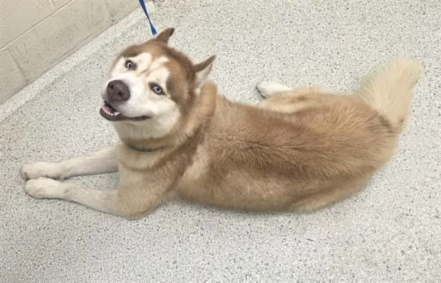 An adult large-sized male Siberian Husky dog named Manu for adoption in Conroe, TX