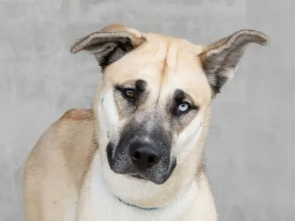 A young large-sized female Mixed Breed dog named Lavender for adoption in Longmont, CO