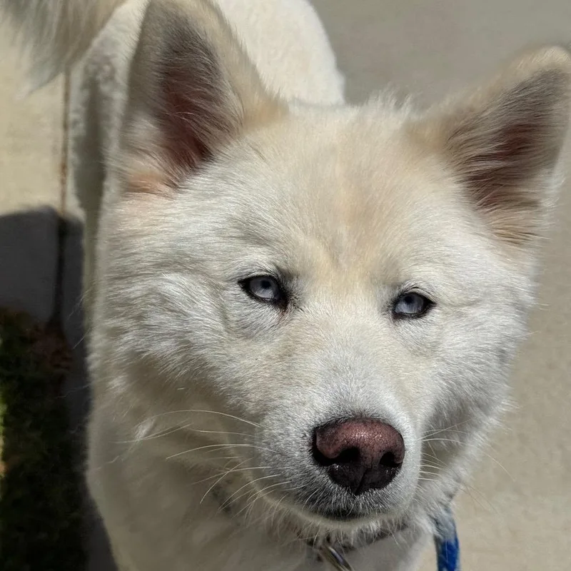An adult medium-sized female White / Cream Siberian Husky dog named Kiki for adoption in Santa Barbara, CA