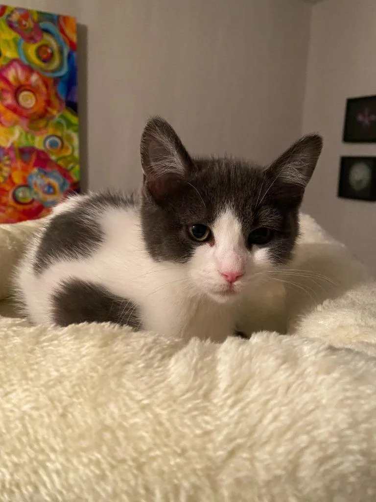 A baby small-sized female Domestic Short Hair cat named Dolce for adoption in Minneapolis, MN