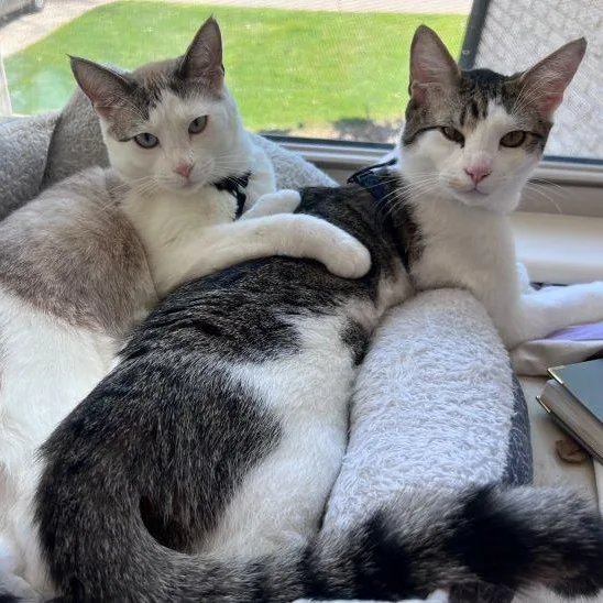 Ragamuffin thumbnail 2