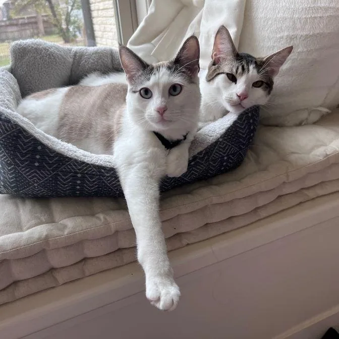 Ragamuffin thumbnail 3