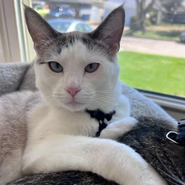 Ragamuffin thumbnail 4