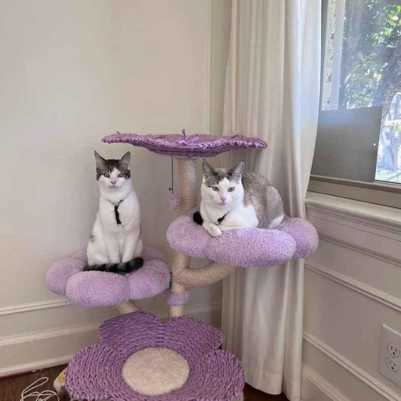 Ragamuffin thumbnail 5