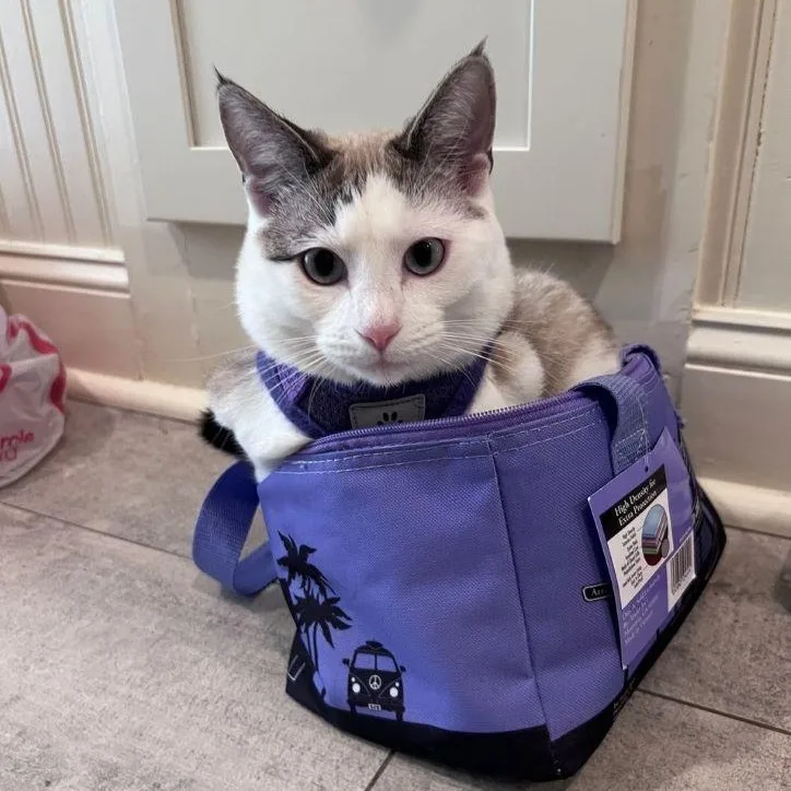 Ragamuffin thumbnail 6