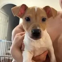 A baby small-sized male Labrador Retriever dog named Sapporo for adoption in Winder, GA