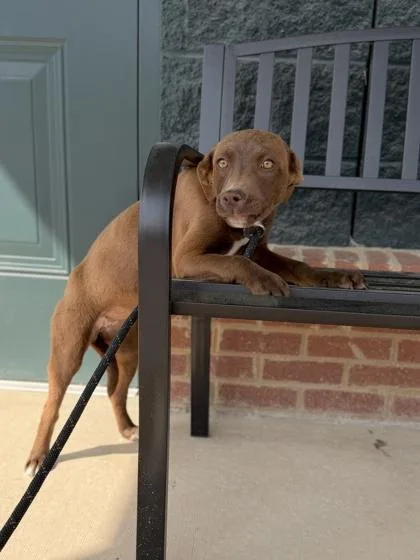A baby medium-sized female Retriever dog named Juniper for adoption in Barnesville, GA