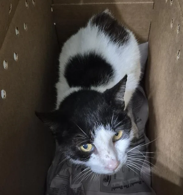 A young medium-sized male Domestic Medium Hair cat named A for adoption in San Antonio, TX