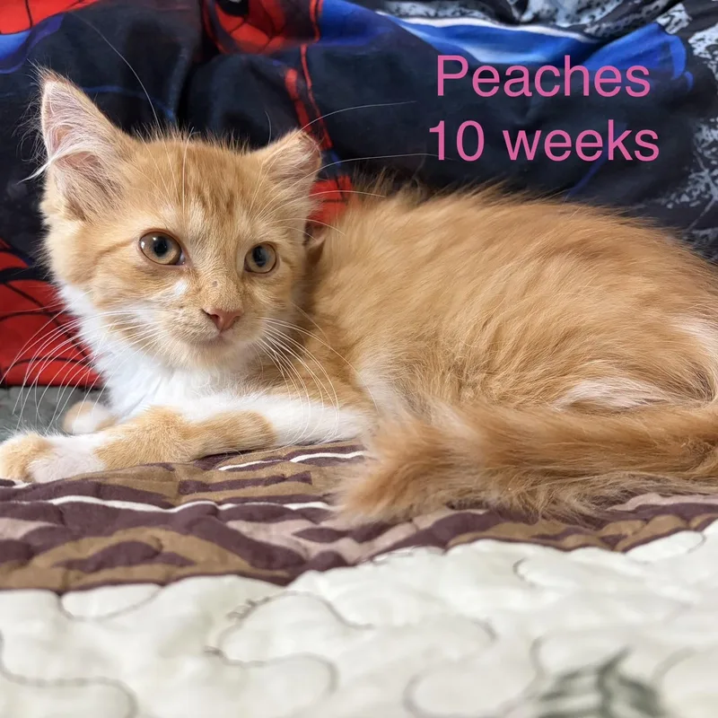 Peaches
