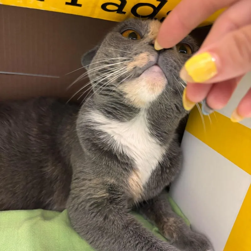 A young medium-sized female Gray / Blue / Silver Domestic Short Hair cat named Celia for adoption in Marshall, VA