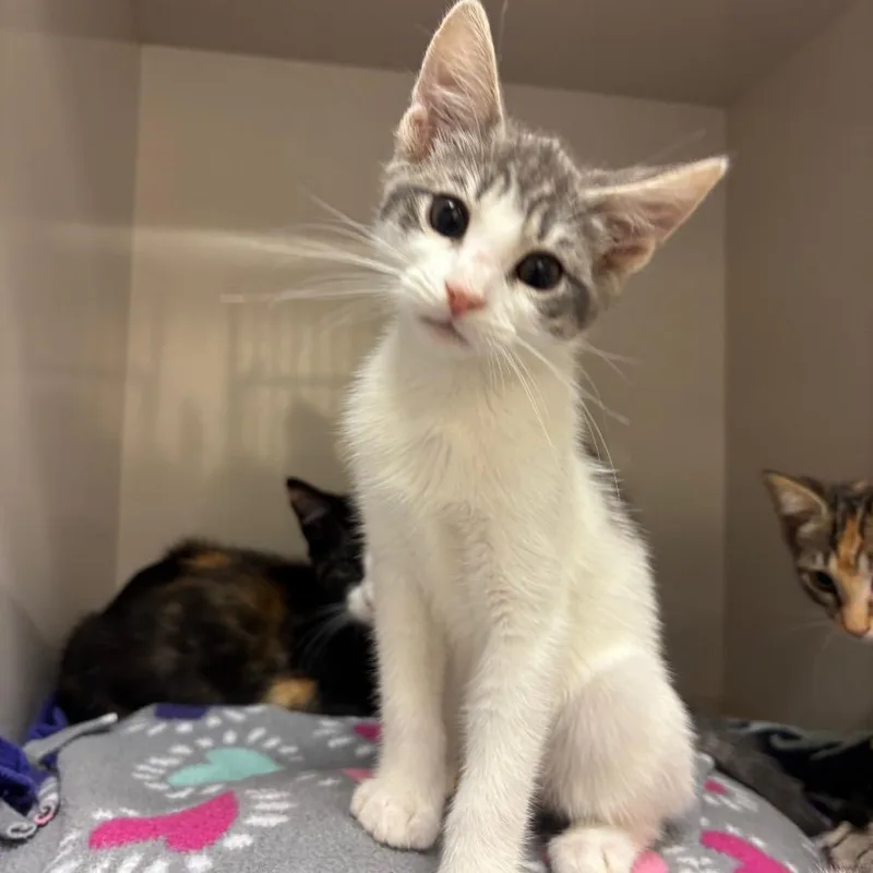 A baby small-sized female Gray / Blue / Silver Domestic Short Hair cat named Liv for adoption in Redwood City, CA