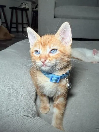 Tigger thumbnail 3