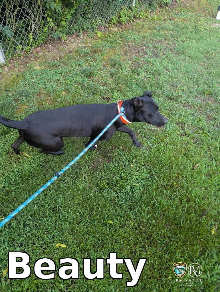 An adult medium-sized female Pit Bull Terrier dog named Beauty for adoption in Rocky Mount, NC