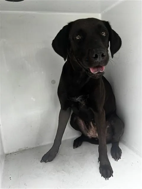 An adult large-sized female Labrador Retriever dog named Sierra for adoption in Houston, TX