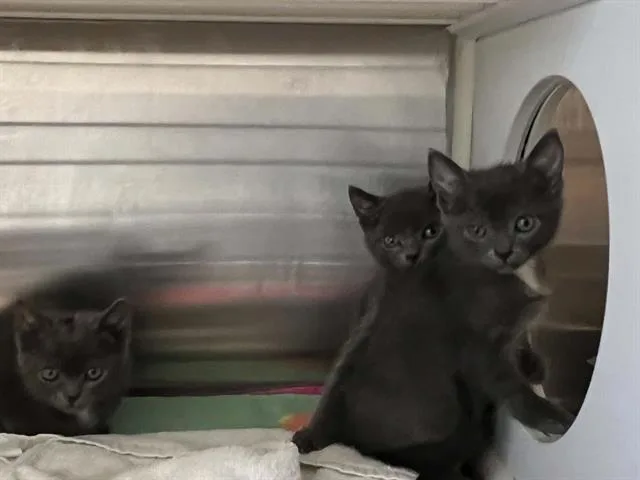 A baby small-sized female Domestic Short Hair cat named Pearl for adoption in Tustin, CA