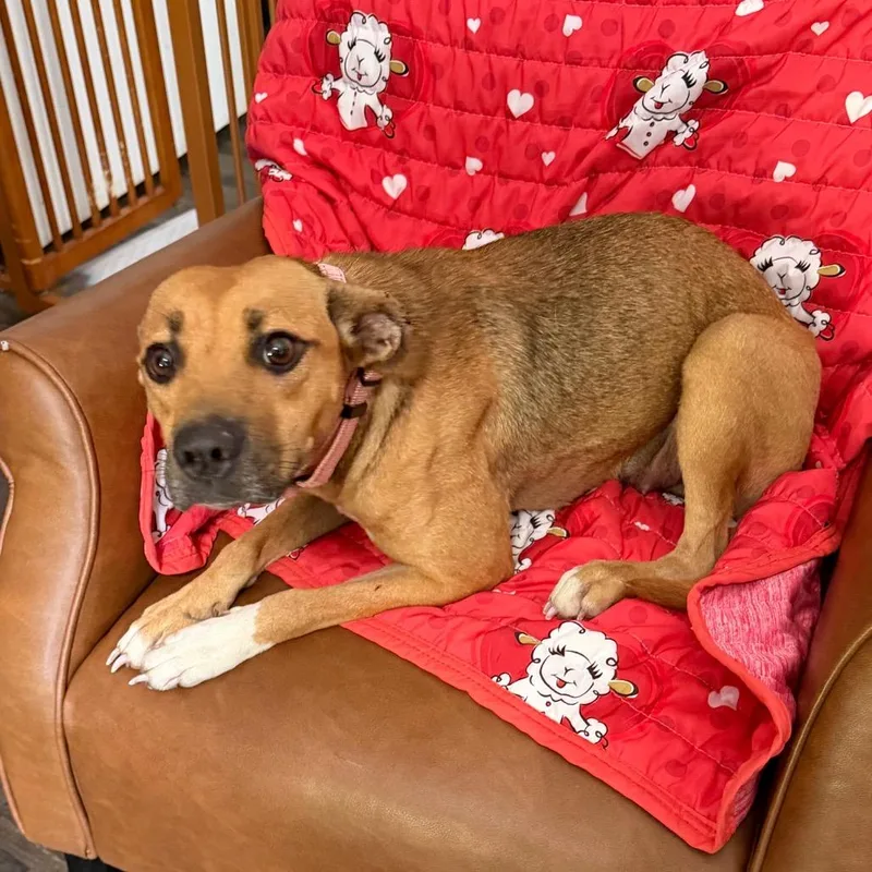 A young medium-sized female Brown / Chocolate Mountain Cur dog named Calista for adoption in Andover, MA