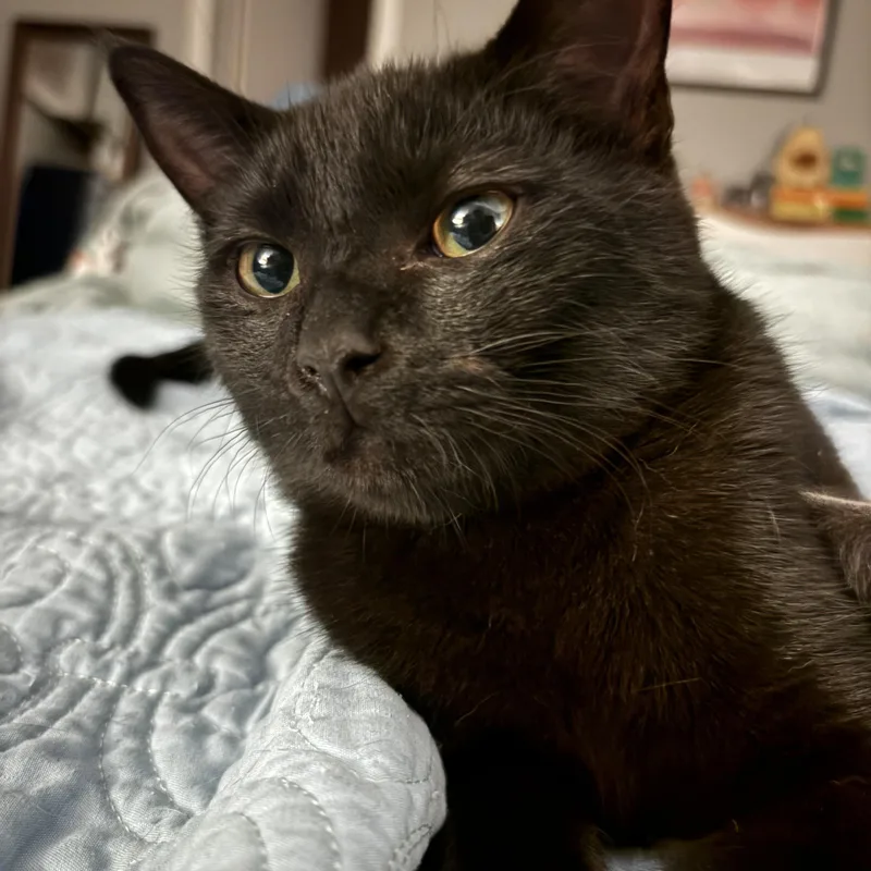 A baby medium-sized male Black Domestic Short Hair cat named Pepper for adoption in Sewell, NJ