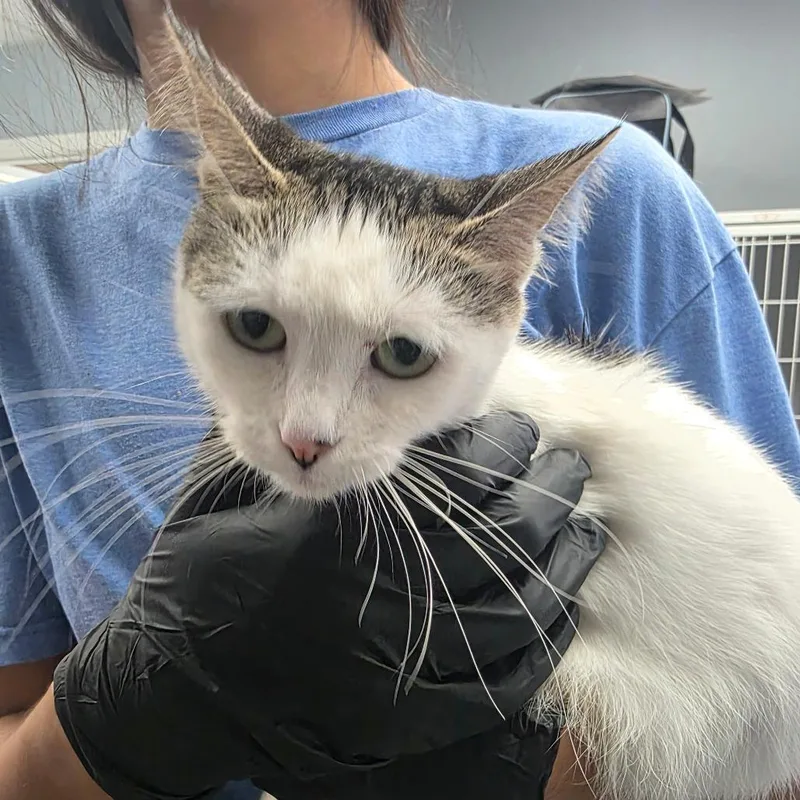 A young small-sized female White Domestic Short Hair cat named Mackenzie for adoption in Duncan, OK