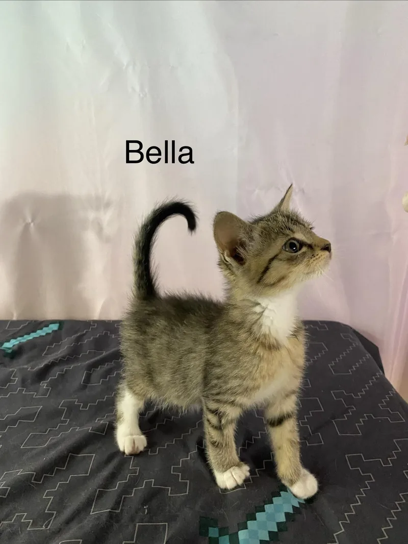 A baby medium-sized female Black Domestic Short Hair cat named Bella for adoption in Macomb, MI