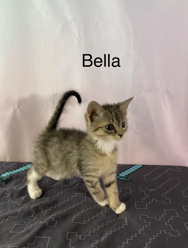 Bella thumbnail 2