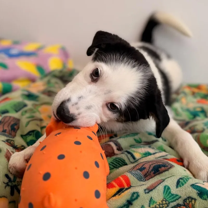 A baby medium-sized female White / Cream Border Collie dog named Daphnie for adoption in Green Bay, WI