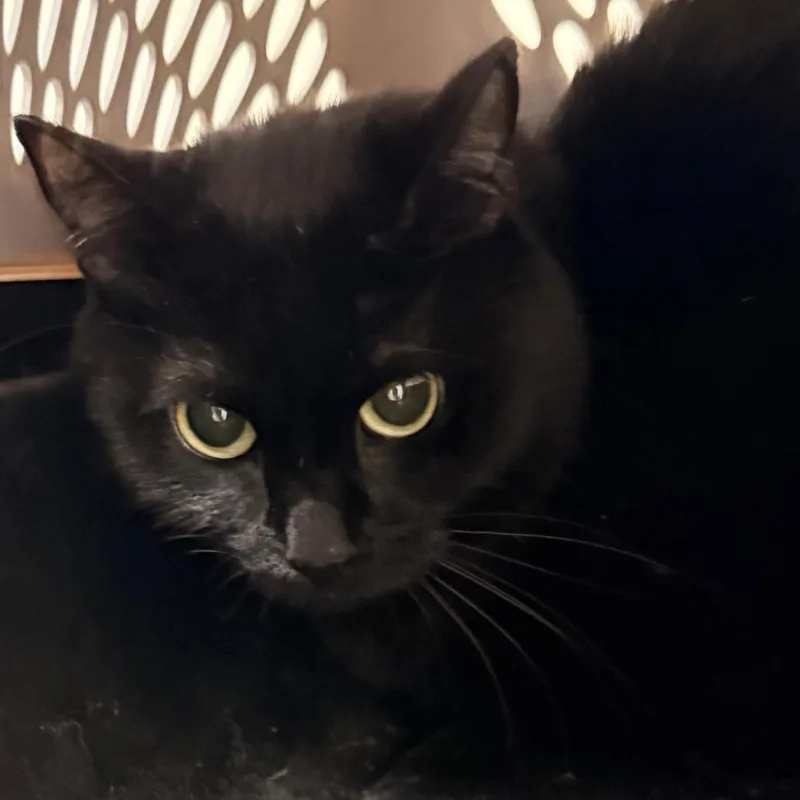 Bella