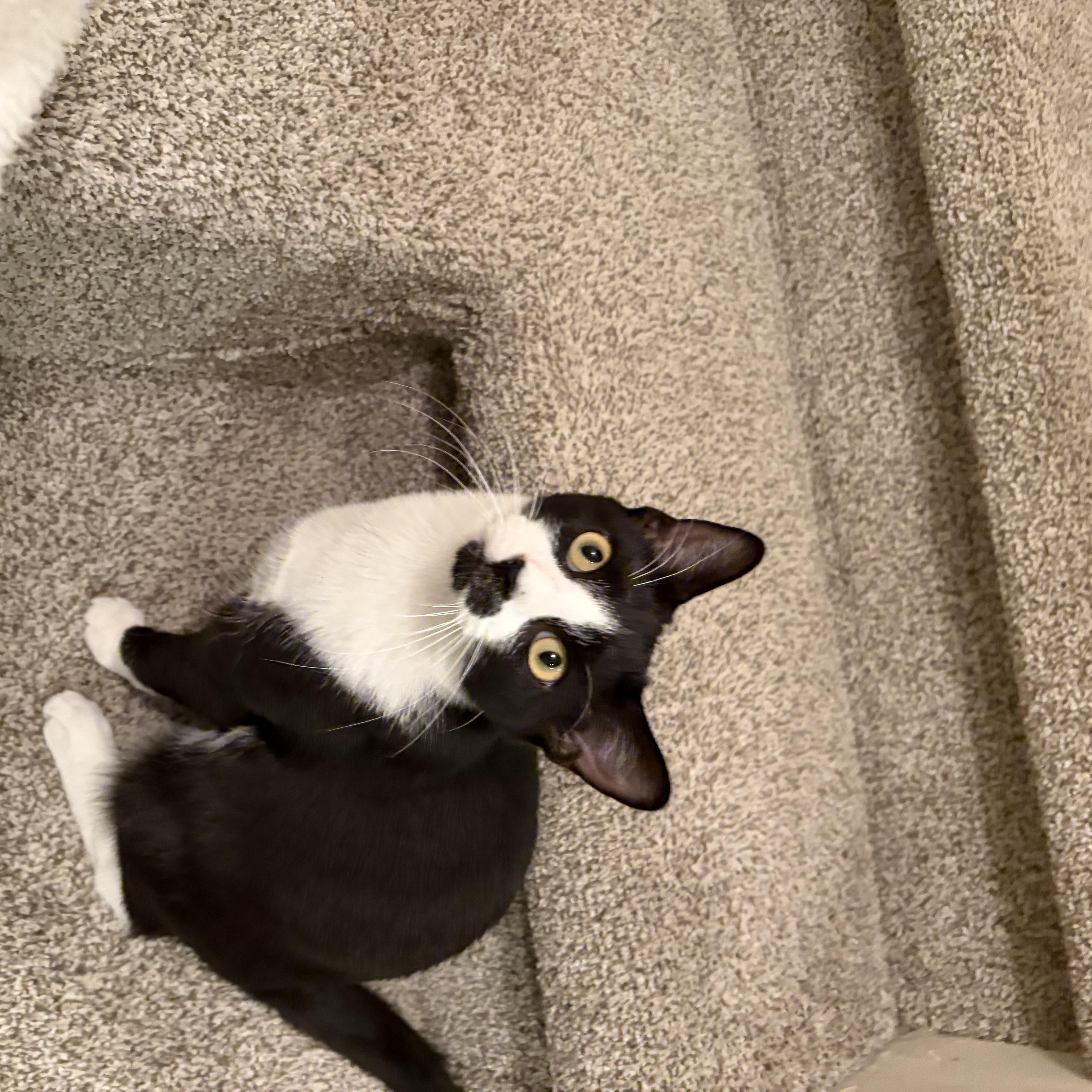 A young medium-sized male Black & White / Tuxedo Tuxedo cat named Paterson for adoption in Berkeley Heights, NJ