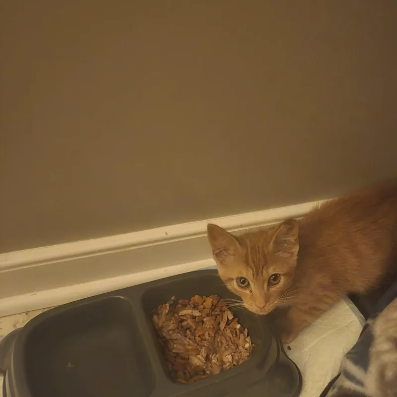 A baby medium-sized male Tabby (Orange / Red) Tabby cat named Oscar for adoption in Richmond, VA
