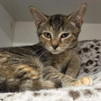 A baby small-sized female Domestic Short Hair cat named Roary for adoption in Voorhees, NJ
