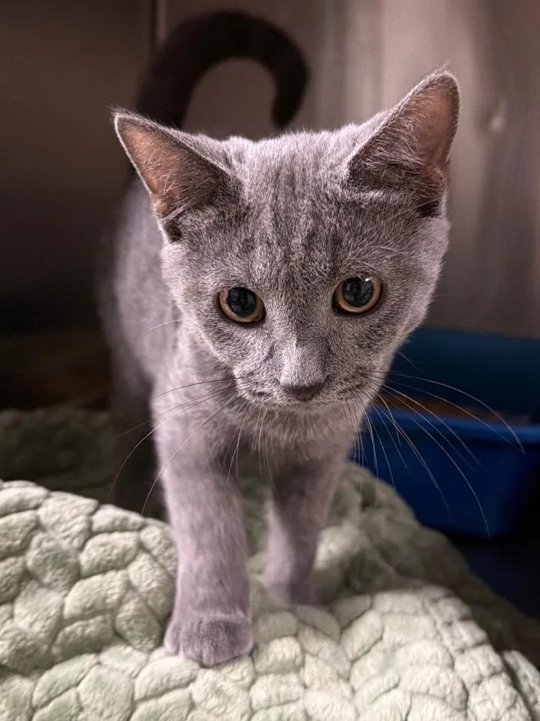 A baby small-sized male Domestic Short Hair cat named Elvis Purrsley for adoption in Ocala, FL
