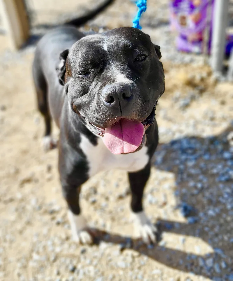 An adult large-sized female American Staffordshire Terrier dog named Dolly Parton for adoption in Los Angeles, CA
