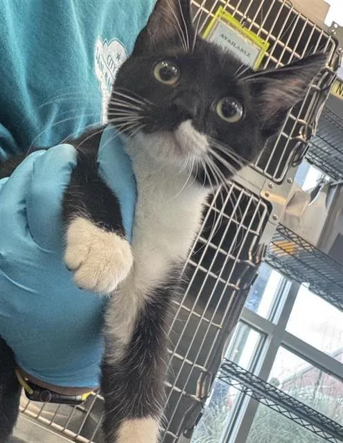 A baby small-sized female Domestic Short Hair cat named Onyx for adoption in San Antonio, TX