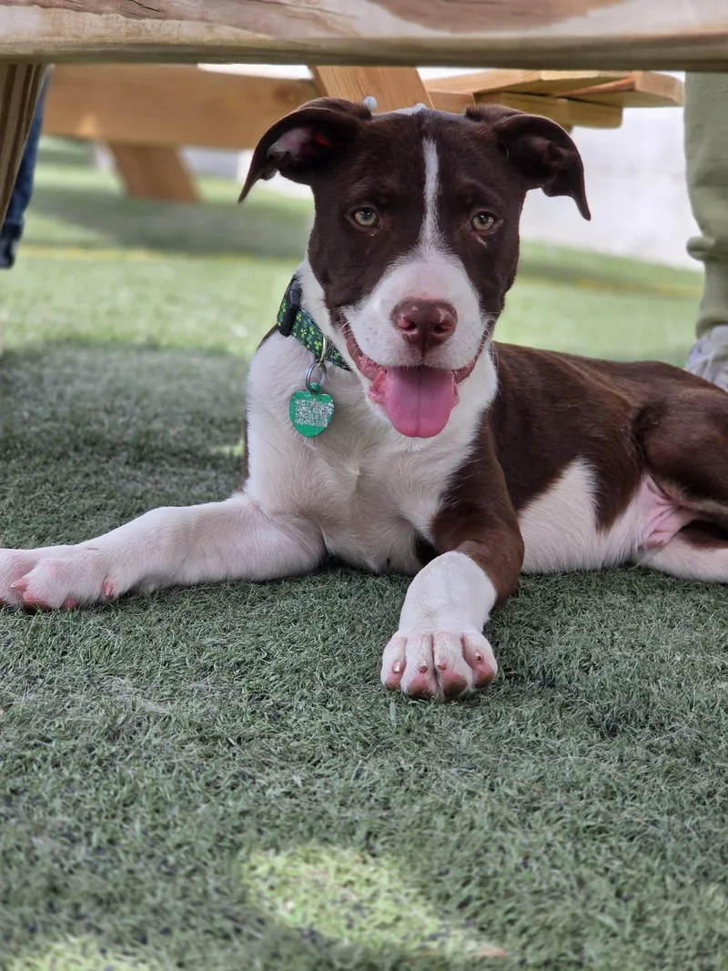 A baby large-sized male Brown / Chocolate English Pointer dog named Sid for adoption in Lincoln, NE
