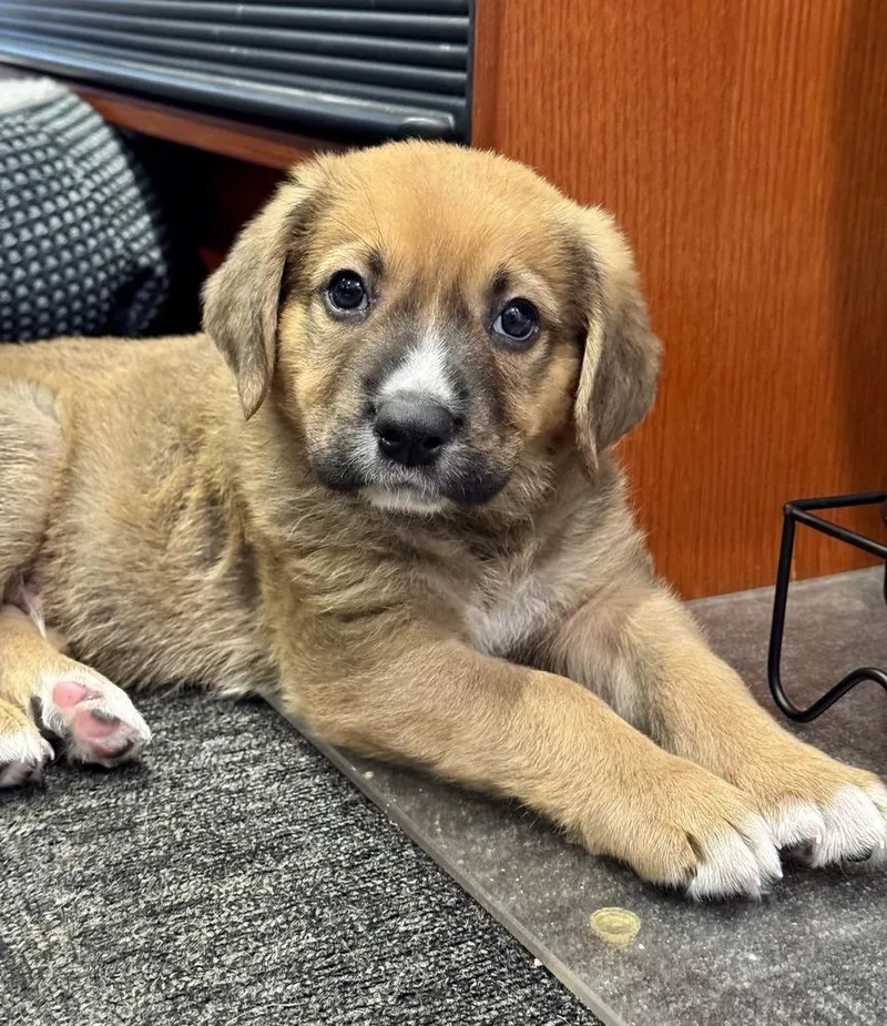 A baby large-sized male Brown / Chocolate German Shepherd Dog dog named Whitaker for adoption in Greenlawn, NY