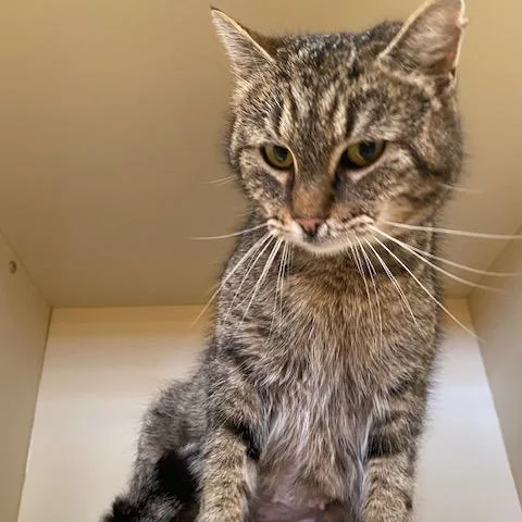 A young large-sized female Brown / Chocolate Domestic Short Hair cat named Jellybean for adoption in Dayton, OH