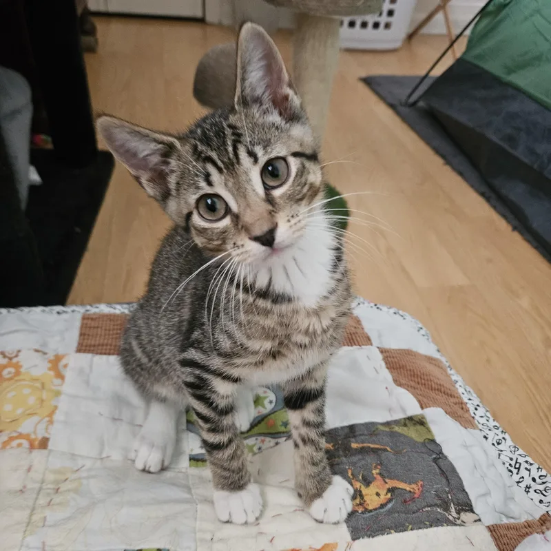 A baby large-sized male Tabby (Buff / Tan / Fawn) Domestic Short Hair cat named Honda for adoption in Melbourne, FL