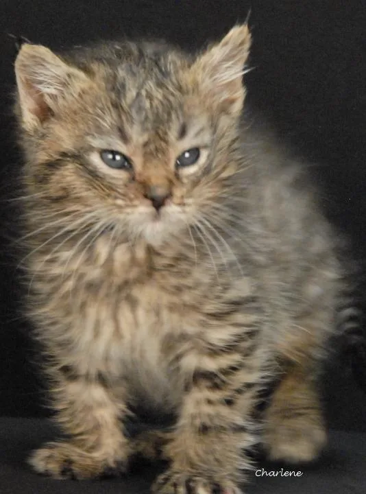 A baby medium-sized male Tabby (Brown / Chocolate) Tabby cat named Havoc for adoption in Newland, NC