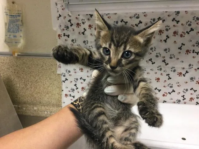 A baby small-sized male Domestic Short Hair cat named Birdie for adoption in Riverside, CA