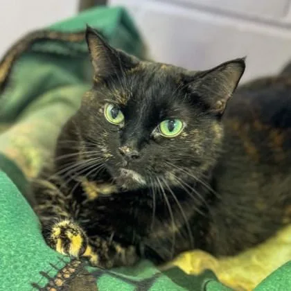 A senior medium-sized female Domestic Short Hair cat named Cheeka for adoption in Gwinn, MI