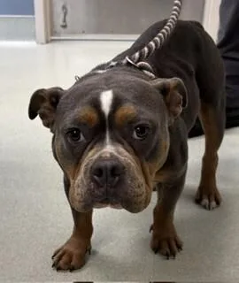 An adult medium-sized female Brown / Chocolate Pit Bull Terrier dog named Delilah for adoption in Maryville, TN